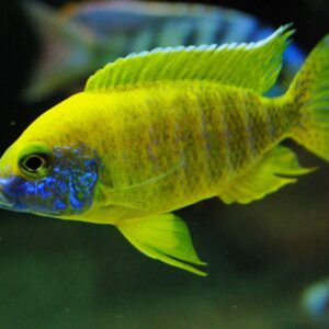 Yellow Peacock (Aulonocara baenschi) 9cm