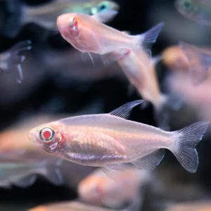 Albino Congo Tetra ( Phenacogrammus interruptus )