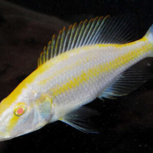 Malawi Eye Biter ( Albino ) 7.5cm