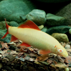 Albino Red Fin Shark 4.5cm+