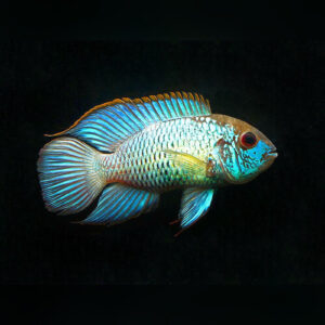 Electric Blue Acara ( ANDINOACARA PULCHER ELECTRIC BLUE )