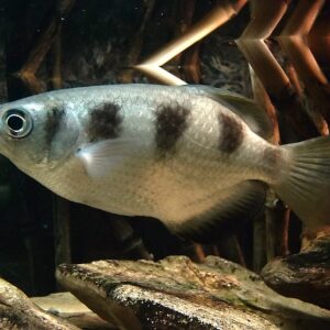 Archer Fish ( Toxotes jaculator )