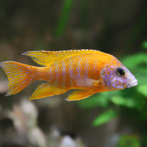 Orange rubin 6cm+ ( Aulonocara stuartgranti )