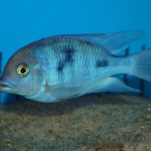 Blue Dolphin Hap 6cm+ ( Cyrtocara moorii )