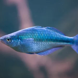 Blue Rainbowfish ( Melanotaenia boesemani )