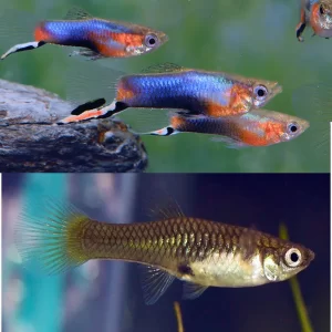 Blue Star Endlers ( Poecilia wingei )