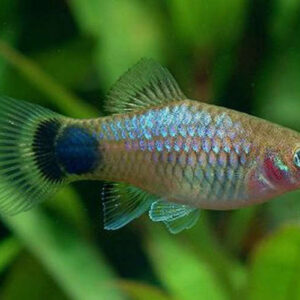 Blue Neon Platty 2.5cm +