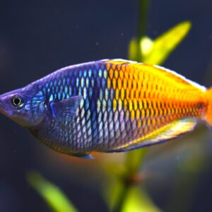 Boesemani Rainbow ( Melanotaenia boesemani )
