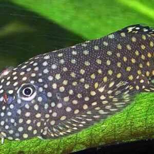 Bornen Sucker Mversi Orollatus ( Gastromyzon ornaticauda )