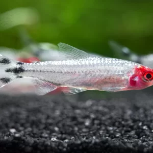 Brilliant Head Rummy Nose ( Hemigrammus rhodostomus )