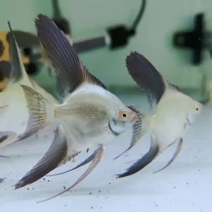 Bulgarian Green Seal Point Angelfish