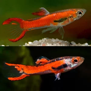 Chilli Scarlet Endlers ( Poecilia wingei )