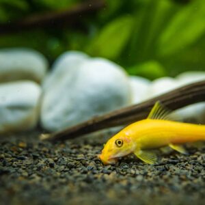 Golden Chinese Algea Eater 4cm+