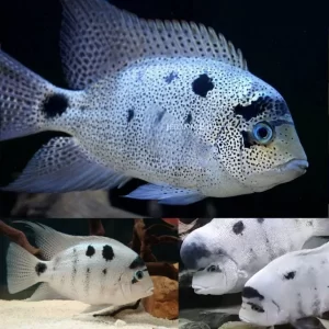 Silver Vieha Cichlid 9cm