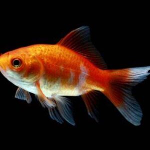 Comet Goldfish 6.5cm
