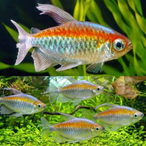 Congo Tetra ( Phenacogrammus interruptus )