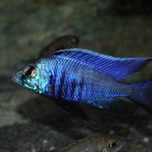 Azureus Cichlid "Chryso" ( Copadichromis azureus )10cm