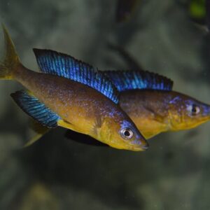 Cyprichromis microlepidotus Karilani 8cm+