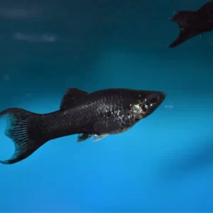 Black Lyretail Molly ( Poecilia Sphenops ) 3.5cm