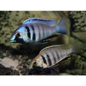 Deepwater Hap ( Placidochromis electra ) 6cm+