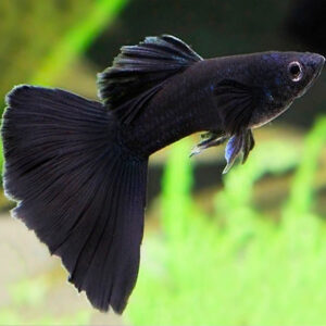 Black Guppy ( Poecilia reticulata )