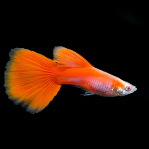 Full Red Guppy Albino 2.5cm