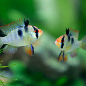 Blue Ramirezi 3cm