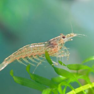 Amano Shrimp (Grade B & Captive Bred)