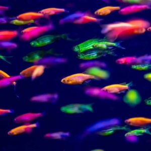 Assorted Glowfish Danio