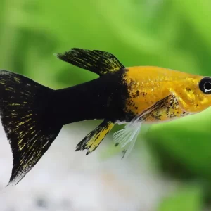 Golden Black Lyretail Molly 2.5cm