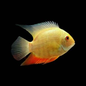 Golden Severum Cichlid ( Heros efasciatus )