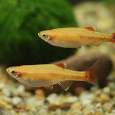 Golden White Cloud Minow ( Tanichthys albonubes )