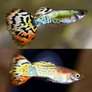 Tiger Guppy Bio-Secured Bred (Poecilia reticulata)
