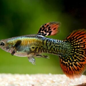 Guppy Red Mozaik 2.5cm