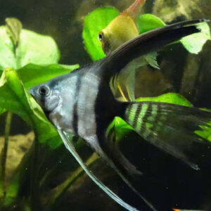 Veiltail Black and White Angel 3.5cm+