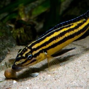 Julidochromis sp. "regani kipili" 7cm+