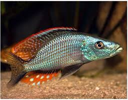 Malawi Eyebiter, ( Dimidiochromis compressiceps ) 6cm+