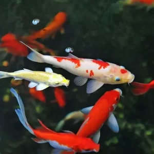 Assorted Koi 10cm