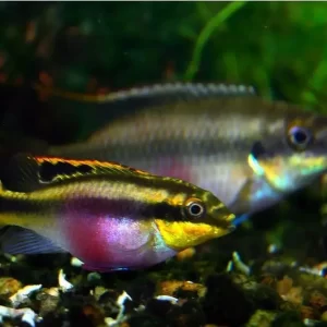 Keibensis ( Pelvicachromis pulcher )