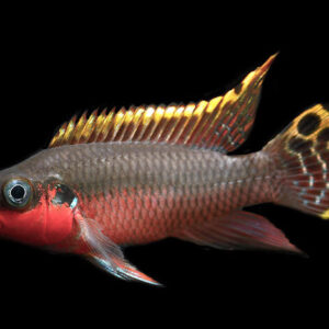 Striped Kribensis Nigeria ( PELVIC. TAENIATUS NIGERIA )