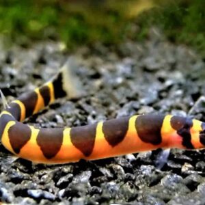 Kuhlii Loach ( Pangio kuhlii )