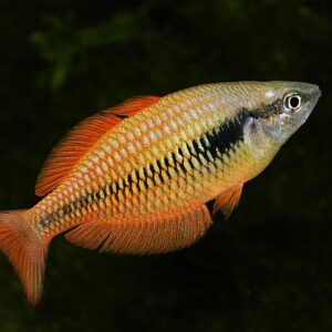 Lake Kurumoi Rainbowfish ( Melanotaenia affinis )