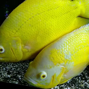 Albino Lemon Oscar 8cm+
