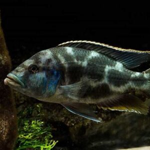 Livingstonii 6cm+ (Nimbochromis livingstonii)