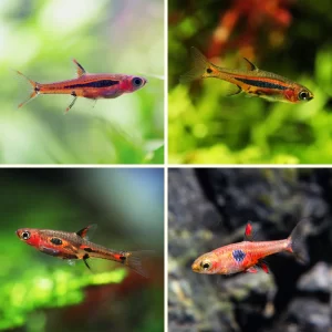 Micro Rasbora ( Boraras spp )