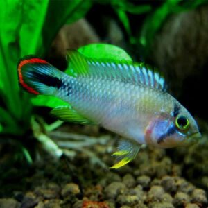 Panduri Dwarf Cichlid ( Pandurini Blue Sky ) 2.5cm+