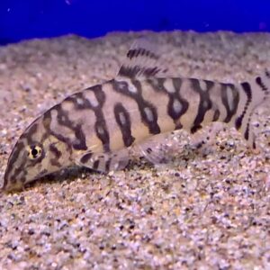 Pakistani Loach ( Botia locahata )