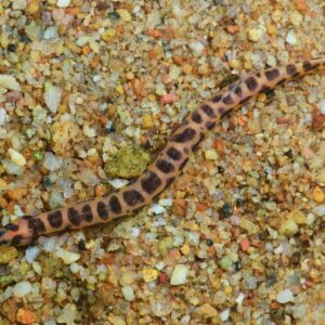 Spotted Coolie Loach ( Pangio muraeniformis )