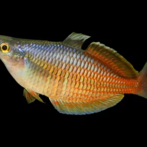 Papua Ajamaru Rainbow ( Melanotaenia ajamaruensis )