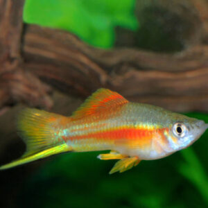 Pineapple Swordtail ( Xiphophorus helleri )